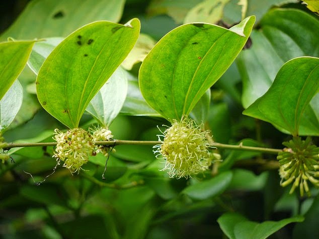 Smilax ovalifolia